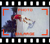Rodney Mullen